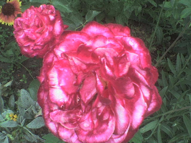 DSC00699 - trandafiri
