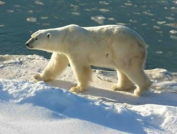 Polar_Bear_2 - Polar BEARS