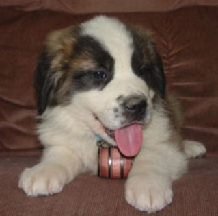 pappy Simba saint bernard