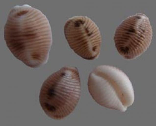Shell061