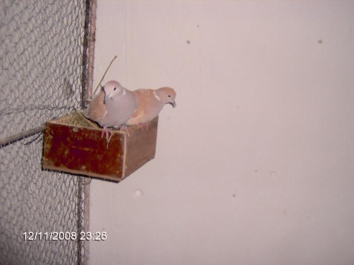 IM001031 - 4 turturele porumbei papagali caini pisici