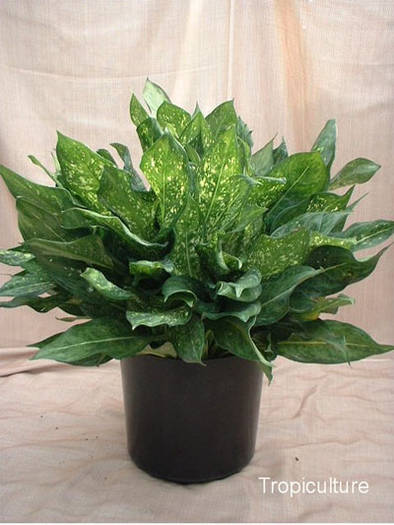 Aglaonema Emerald%20Star