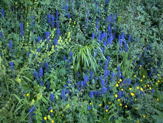 DSC00139 - vatza de jos