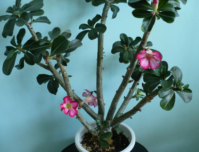 P1110783 - ADENIUM OBESUM