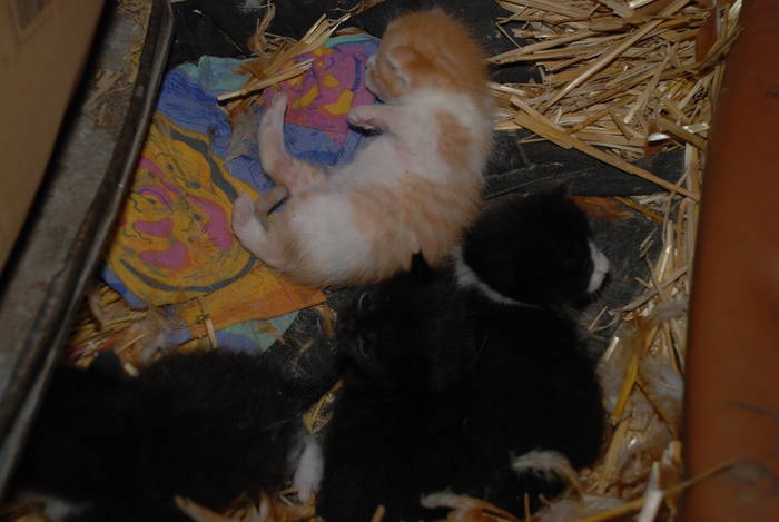  - ANIMALUTE