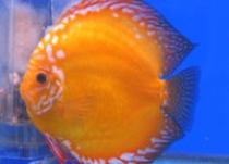 Symphysodon%20%20discus - PESTI-ACVARI