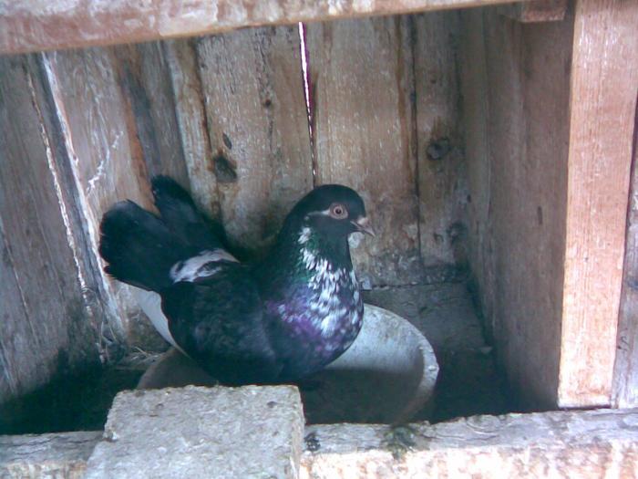 Data la Marius an Mehedinti - D- Porumbei JUCATORI DE GALATI VANDUTI Album 1