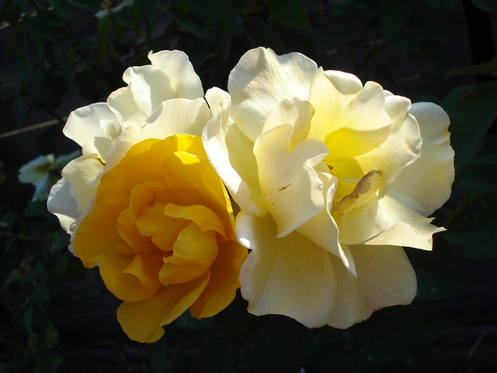 Rose Friesia (2009, August 21)