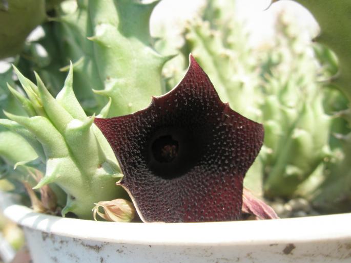 floare de Huernia keniensis - Suculente 2008