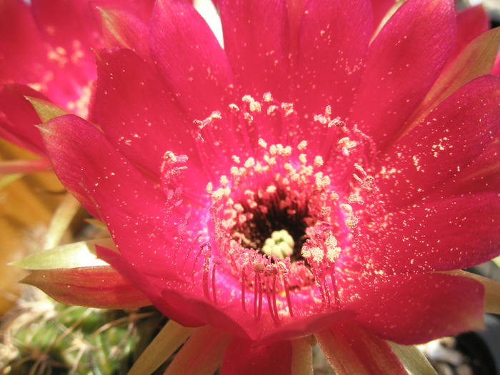 Lobivia draxleriana - floare