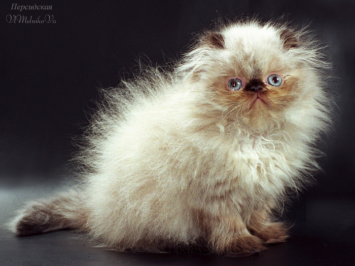 D_273 - Desktop Pisici