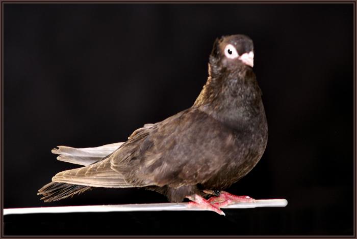 Picture 105 - jucatori de constanta