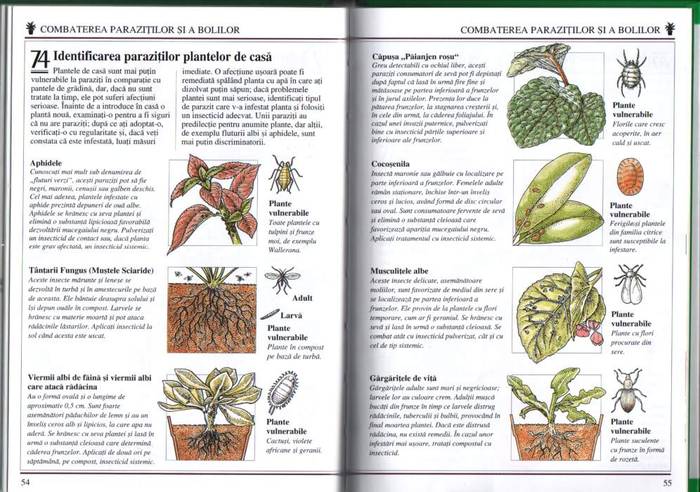27 - informatii plante