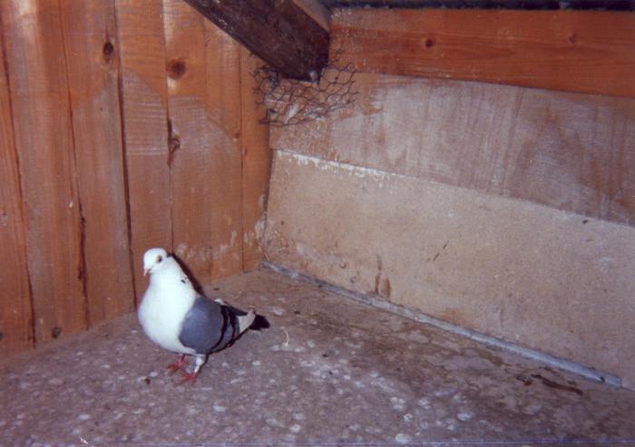 Gisca - porumbei din 1993-1995