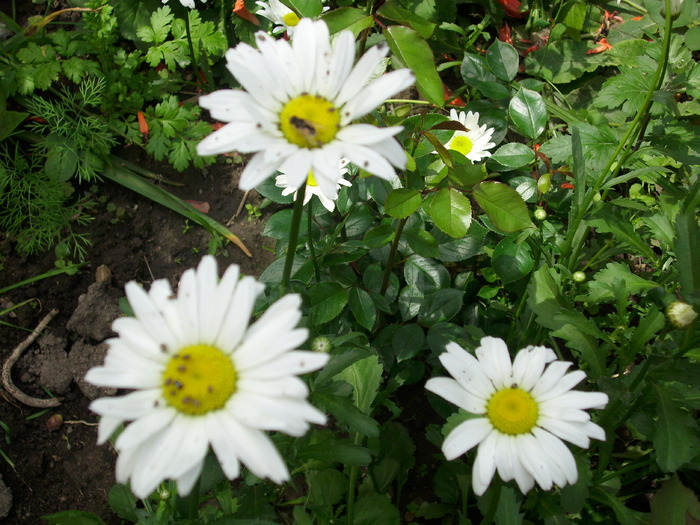 DSCI0202 - flori din gradina mea