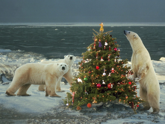 Christmas Wallpapers (139)