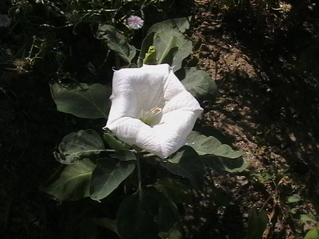 Picture 083 - gradina mea cu flori