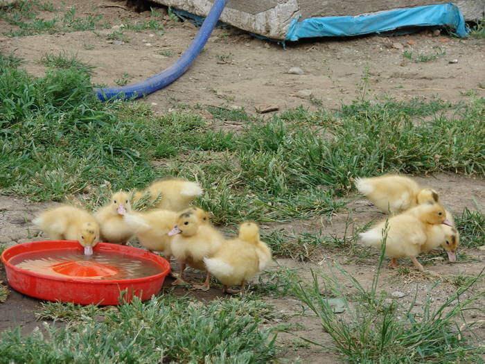 CEI MAI NOI MEMBRI AI CURTII - 2009 poze cu  pui de BRAHMA si COCHINCHINA -MATASE JAPONEZA