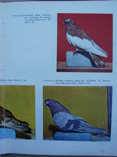 cresterea porumbeilor-peterfi 285 - Carti despre Porumbei - - Books about Pigeons