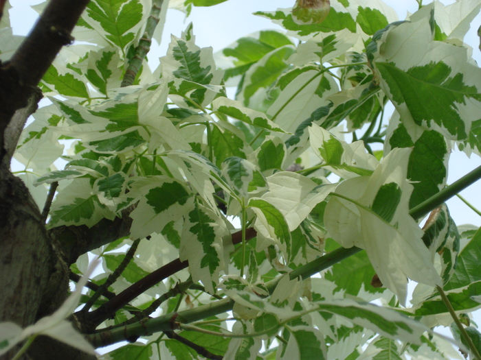 Acer negundo Flamingo (2009, Sep.12) - Acer negundo Flamingo