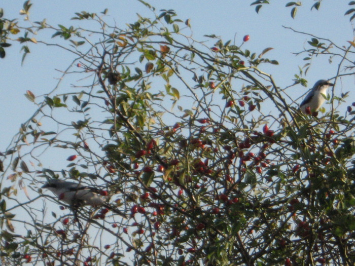 shrikes; My bird an a wild bird confronting...
