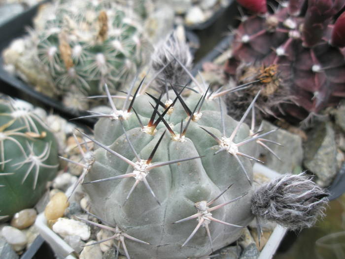 P6010074 - plantele lui George Nitu