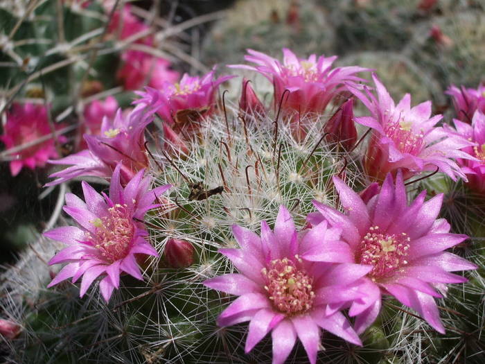  - Fotografii cactusi - suculente 2009