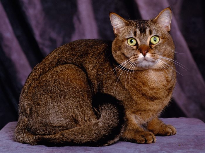 Tabby Toy Cougar Cat