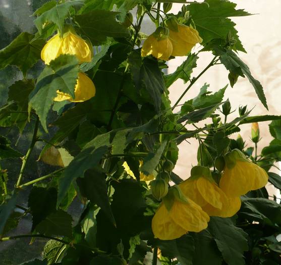 P1130418 - ABUTILONI