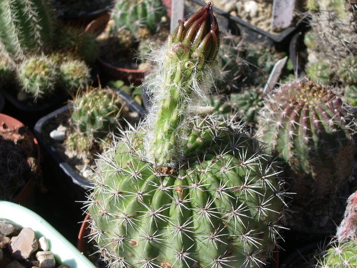 Pseudolobivia kermesina - Lobivia