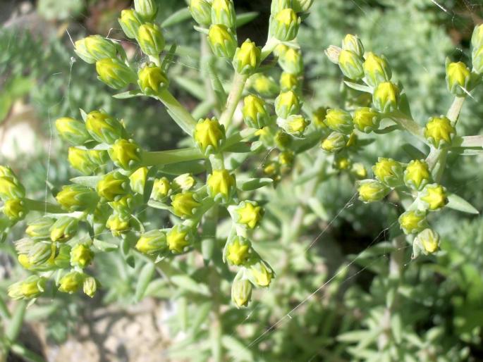 Sedum - flori - Suculente