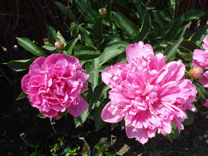 Peonies_Bujori (2009, May 15)