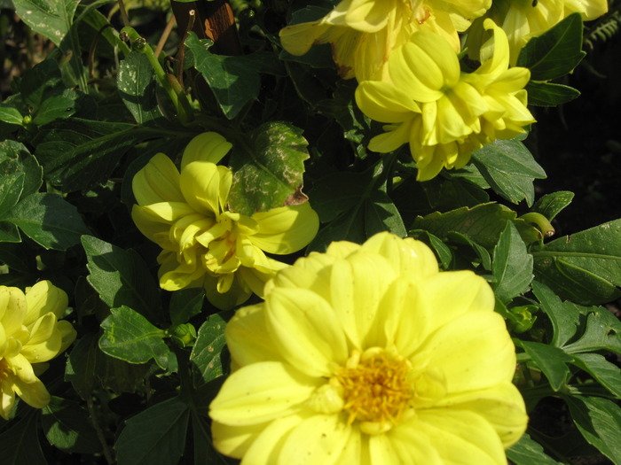 dalie galbena - florile mele