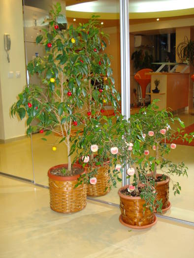 FICUS BENJAMIN - FLORILE MELE