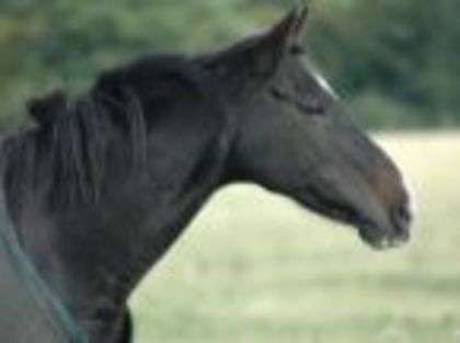 black beauty - BLACK BEAUTY