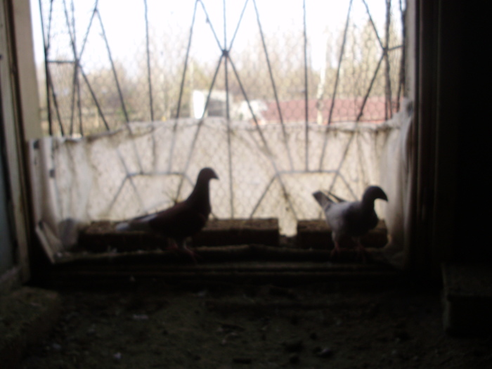 P8252178 - 1745 Petru Negut