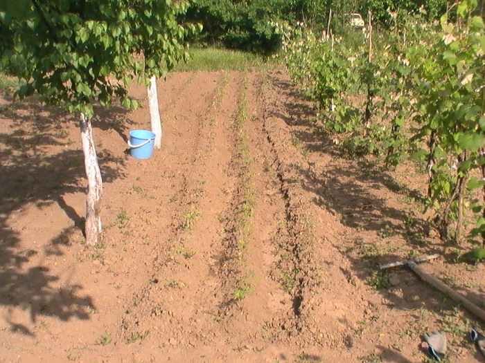 14-Mai - Anul 2009 in gradina mea