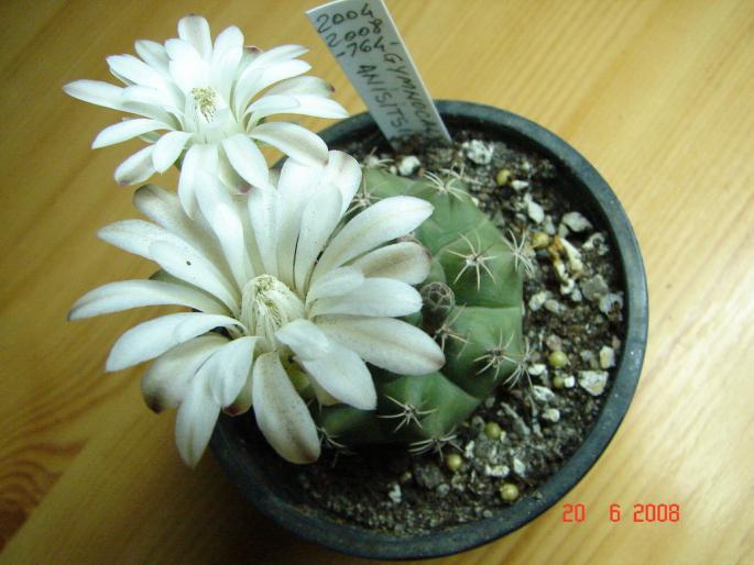 Gymnocalycium anisitsii 764-1