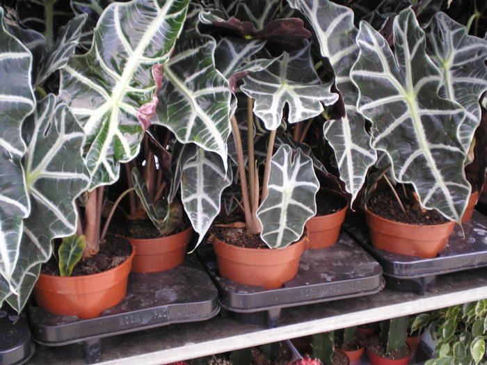 P5070234 - expo flori TIMISOARA mai 2009