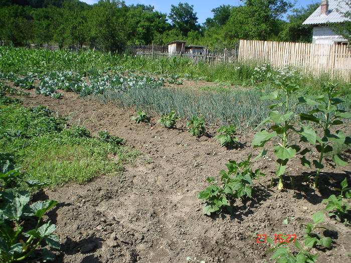 DSC05909 - albine alte noutati