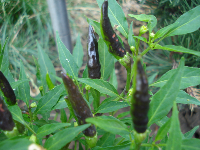 Ardei Iute Negru (2009, August 28) - Black Chili Pepper_02