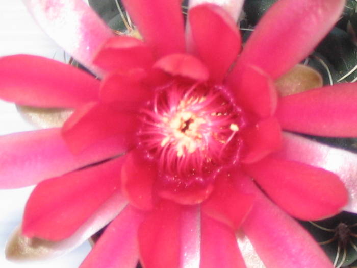 Gymnocalycium baldianum 2009 - Cactusi