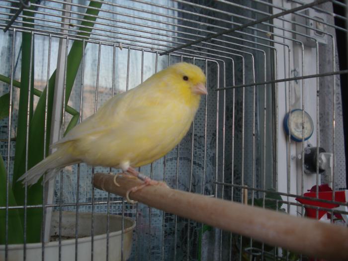 DSC00457 - canari