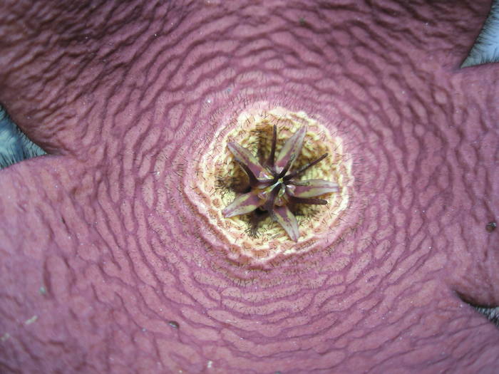 Stapelia comparabilis - floare 1 - Asclepidiacee 2009