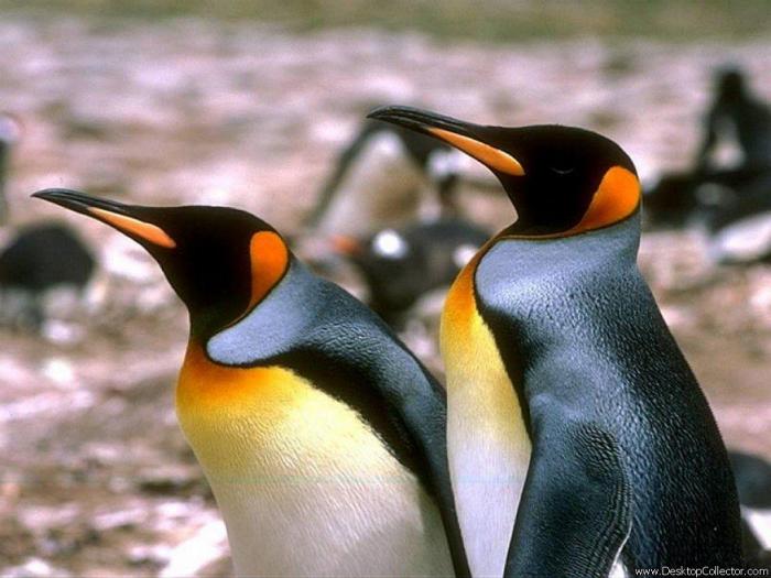 Penguins - animalutze