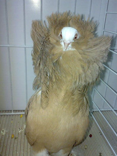 jacobin 17 - 1509 str 2