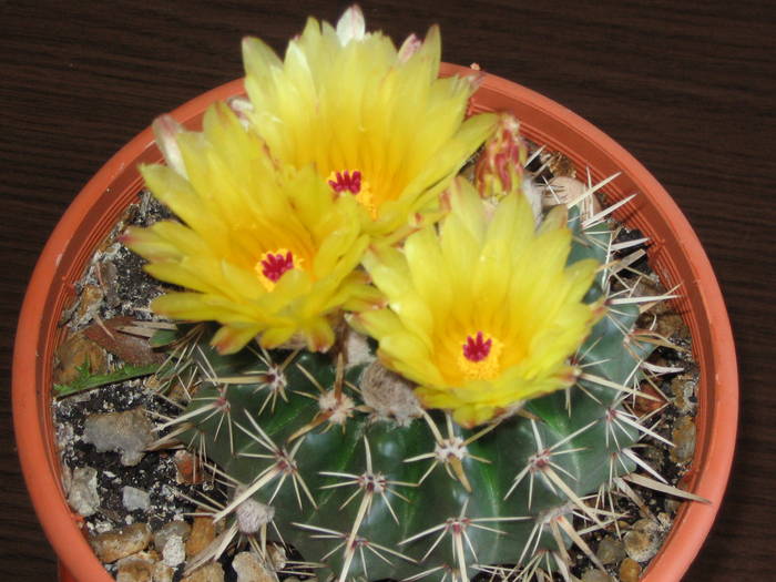 Notocactus submammulosus - Mai 2009 - Cactusi