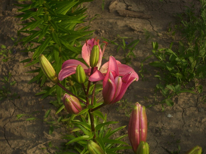 DSCI0877 - flori din gradina mea