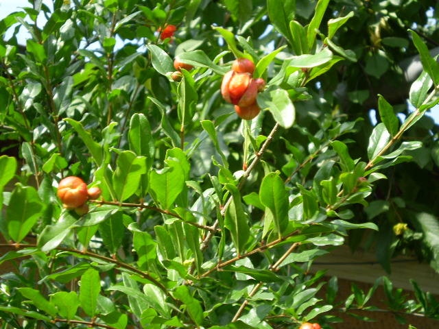 P7102179 - flori de gradina 2009