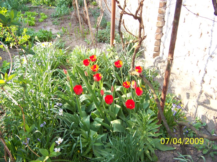 100_0378 - Primavara in curte  Timisoara